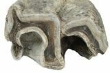 Fossil Woolly Rhino (Coelodonta) Tooth - Siberia #225604-3